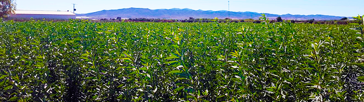 foto de viveros lonchas